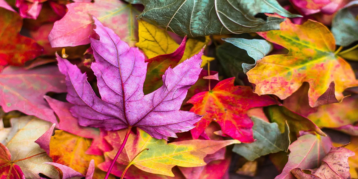 L’automne, la saison des couleurs !